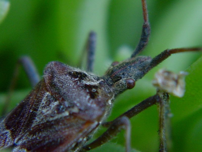 Coreidae: Leptoglossus occidentalis ormai ovunque